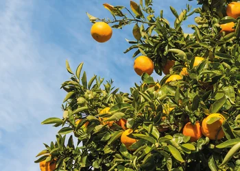 Mandarinenernte im Neretvatal